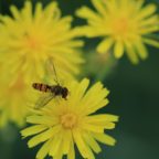insects 4342437 1920